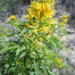 30 YELLOW BEEPLANT Cleome Lutea Golden Bee Plant Spiderflower Native Flower Seeds