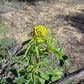 30 YELLOW BEEPLANT Cleome Lutea Golden Bee Plant Spiderflower Native Flower Seeds