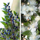 20 TRUE MYRTLE Myrtus Communis aka Common & Sweet Myrtle Fragrant White Flower Edible Blue Berry Fruit Shrub Seeds