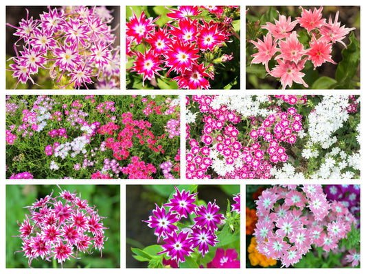 100 TWINKLE DWARF PHLOX Drummondii Cuspidata var. Stellaris Star Mix Two Tone Mixed Colors Pink Purple Red White Flower Seeds