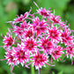 100 TWINKLE DWARF PHLOX Drummondii Cuspidata var. Stellaris Star Mix Two Tone Mixed Colors Pink Purple Red White Flower Seeds