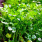 25 Organic DWARF LEMON CILANTRO Coriander Spice Coriandrum Sativum Fragrant Herb Seeds