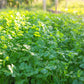 25 Organic DWARF LEMON CILANTRO Coriander Spice Coriandrum Sativum Fragrant Herb Seeds