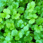 25 Organic DWARF LEMON CILANTRO Coriander Spice Coriandrum Sativum Fragrant Herb Seeds