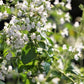 20 CALAMINT Lesser Calamintha Nepeta Officinalis Fragrant Herb White - Lilac Flower Seeds