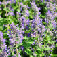 20 CALAMINT Lesser Calamintha Nepeta Officinalis Fragrant Herb White - Lilac Flower Seeds