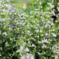 20 CALAMINT Lesser Calamintha Nepeta Officinalis Fragrant Herb White - Lilac Flower Seeds