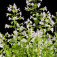 20 CALAMINT Lesser Calamintha Nepeta Officinalis Fragrant Herb White - Lilac Flower Seeds