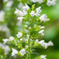 20 CALAMINT Lesser Calamintha Nepeta Officinalis Fragrant Herb White - Lilac Flower Seeds