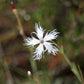 25 Dwarf LITTLE MAIDEN DIANTHUS Arenarius f. Nanus Fragrant White Flower Seeds
