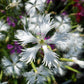 25 Dwarf LITTLE MAIDEN DIANTHUS Arenarius f. Nanus Fragrant White Flower Seeds