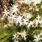 25 Dwarf LITTLE MAIDEN DIANTHUS Arenarius f. Nanus Fragrant White Flower Seeds