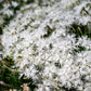 25 Dwarf LITTLE MAIDEN DIANTHUS Arenarius f. Nanus Fragrant White Flower Seeds