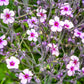 10 WHITE MADEIRA GERANIUM Maderense Cranesbill Giant Herb Robert Pink Eye Flower Seeds