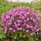 10 WHITE MADEIRA GERANIUM Maderense Cranesbill Giant Herb Robert Pink Eye Flower Seeds