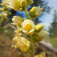 100 ALPINE CORAL BELLS Poker Heuchera Cylindrica Roundleaf Alumroot Sun or Shade Native Flower Seeds