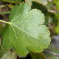 100 ALPINE CORAL BELLS Poker Heuchera Cylindrica Roundleaf Alumroot Sun or Shade Native Flower Seeds