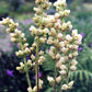 100 ALPINE CORAL BELLS Poker Heuchera Cylindrica Roundleaf Alumroot Sun or Shade Native Flower Seeds