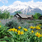 50 ARROWLEAF BALSAMROOT Oregon Sunflower Balsamorhiza Sagittata Native Huge Fragrant Flower Seeds