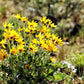 50 ARROWLEAF BALSAMROOT Oregon Sunflower Balsamorhiza Sagittata Native Huge Fragrant Flower Seeds