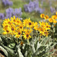 50 ARROWLEAF BALSAMROOT Oregon Sunflower Balsamorhiza Sagittata Native Huge Fragrant Flower Seeds