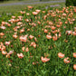 50 SALMON FLAX Linum Grandiflorum 1" Blooms in Salmon Pink with Red Eyes Flower Seeds