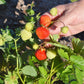 80 California WOODLAND STRAWBERRY Fragaria Vesca Bracteata Pacific Native Strawberry Red Berry Fruit White Flower Seeds