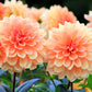 50 WATERCOLOR MIX DAHLIA Variabilis Double Bloom Mixed Colors Yellow Peach Pink Lavender Cream Orange Flower Seeds