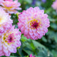 50 WATERCOLOR MIX DAHLIA Variabilis Double Bloom Mixed Colors Yellow Peach Pink Lavender Cream Orange Flower Seeds