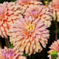 50 WATERCOLOR MIX DAHLIA Variabilis Double Bloom Mixed Colors Yellow Peach Pink Lavender Cream Orange Flower Seeds