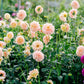 50 WATERCOLOR MIX DAHLIA Variabilis Double Bloom Mixed Colors Yellow Peach Pink Lavender Cream Orange Flower Seeds