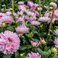 50 WATERCOLOR MIX DAHLIA Variabilis Double Bloom Mixed Colors Yellow Peach Pink Lavender Cream Orange Flower Seeds