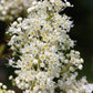 20 White SNOWBRUSH Ceanothus Velutinus aka Mountain Balm or Buckbrush Evergreen Native Flower Shrub Seeds