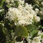 20 White SNOWBRUSH Ceanothus Velutinus aka Mountain Balm or Buckbrush Evergreen Native Flower Shrub Seeds