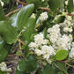 20 White SNOWBRUSH Ceanothus Velutinus aka Mountain Balm or Buckbrush Evergreen Native Flower Shrub Seeds