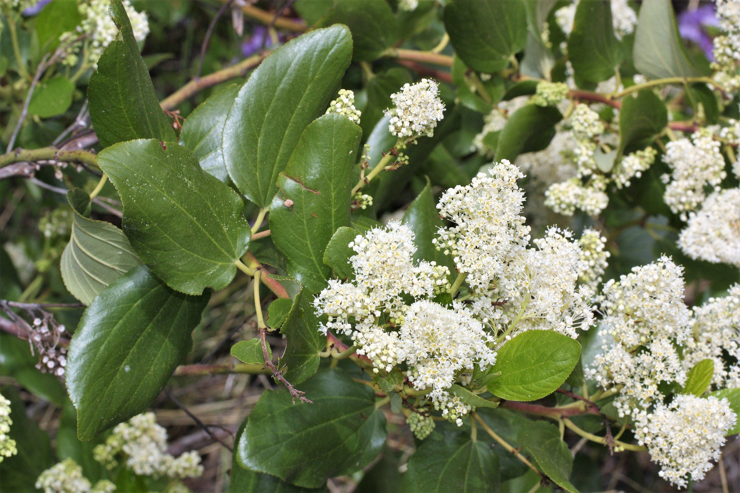 20 White SNOWBRUSH Ceanothus Velutinus aka Mountain Balm or Buckbrush Evergreen Native Flower Shrub Seeds