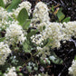 20 White SNOWBRUSH Ceanothus Velutinus aka Mountain Balm or Buckbrush Evergreen Native Flower Shrub Seeds