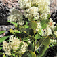 20 White SNOWBRUSH Ceanothus Velutinus aka Mountain Balm or Buckbrush Evergreen Native Flower Shrub Seeds