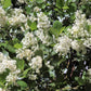 20 White SNOWBRUSH Ceanothus Velutinus aka Mountain Balm or Buckbrush Evergreen Native Flower Shrub Seeds