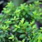 50 California EVERGREEN HUCKLEBERRY Vaccinium Ovatum Fruit aka Box Blueberry Native Pink & White Flower Blue Black Berry Shrub Seeds