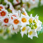 5 YELLOWHORN TREE Xanthoceras Sorbifolium aka Goldenhorn, Raintree, Chinese Flowering Chestnut - White Yellow Red Fragrant Flower Seeds