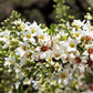 5 YELLOWHORN TREE Xanthoceras Sorbifolium aka Goldenhorn, Raintree, Chinese Flowering Chestnut - White Yellow Red Fragrant Flower Seeds