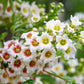 5 YELLOWHORN TREE Xanthoceras Sorbifolium aka Goldenhorn, Raintree, Chinese Flowering Chestnut - White Yellow Red Fragrant Flower Seeds