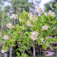 5 YELLOWHORN TREE Xanthoceras Sorbifolium aka Goldenhorn, Raintree, Chinese Flowering Chestnut - White Yellow Red Fragrant Flower Seeds