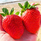 15 GIANT STRAWBERRY Fragaria spp June Bearing Huge Red Berry Fruit White Flower Seeds