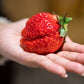 15 GIANT STRAWBERRY Fragaria spp June Bearing Huge Red Berry Fruit White Flower Seeds