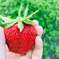 15 GIANT STRAWBERRY Fragaria spp June Bearing Huge Red Berry Fruit White Flower Seeds