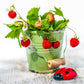50 ALEXANDRIA STRAWBERRY Everbearing Alpine Fragaria Vesca Red Berry Fruit White Flower Seeds