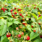 50 ALEXANDRIA STRAWBERRY Everbearing Alpine Fragaria Vesca Red Berry Fruit White Flower Seeds
