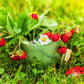 50 ALEXANDRIA STRAWBERRY Everbearing Alpine Fragaria Vesca Red Berry Fruit White Flower Seeds